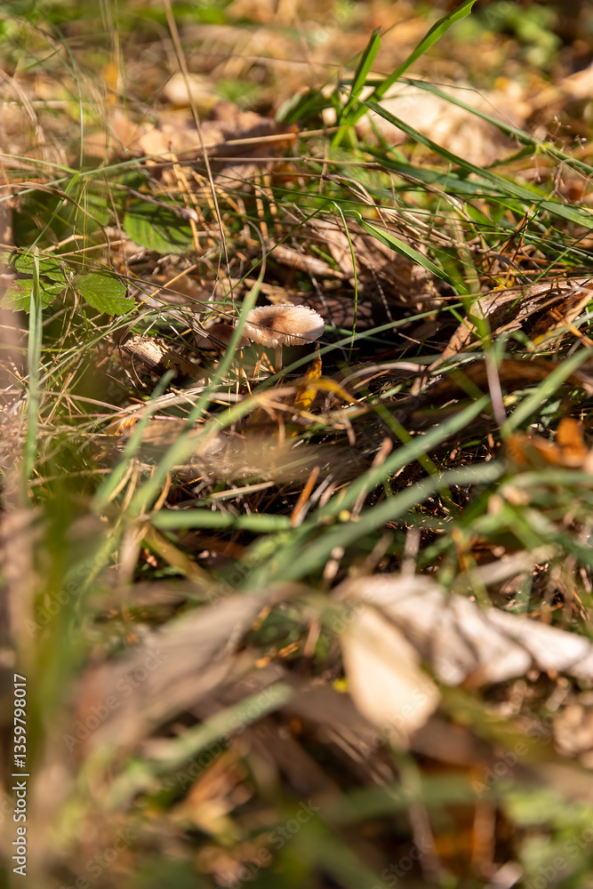 small poisonous mushrooms in the autumn season in the forest small poisonous mushrooms in the autumn season in the forest