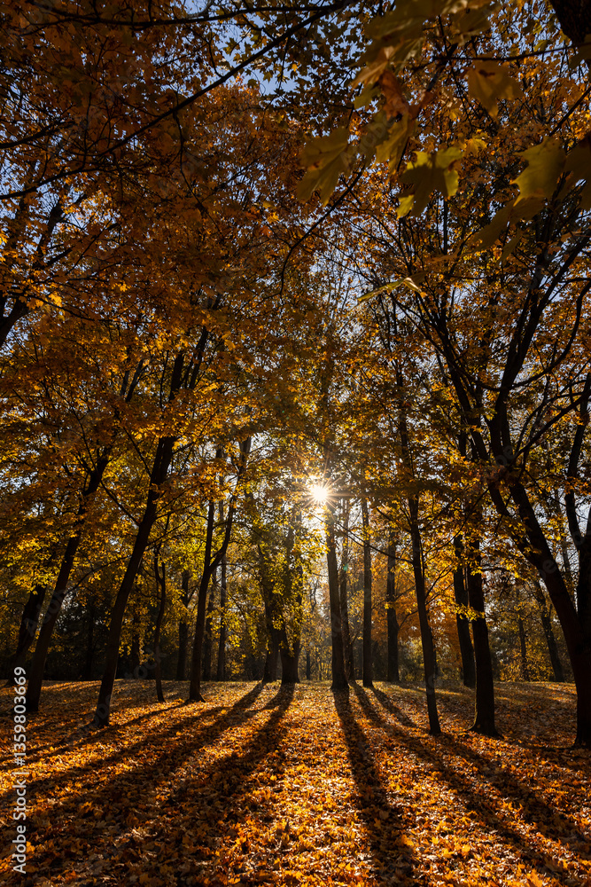 Fototapeta premium sunny day in the park during the autumn leaf fall