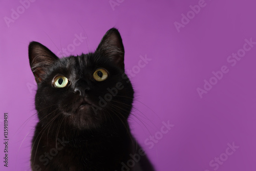 Cute black cat on purple background, closeup and space for text. Adorable pet