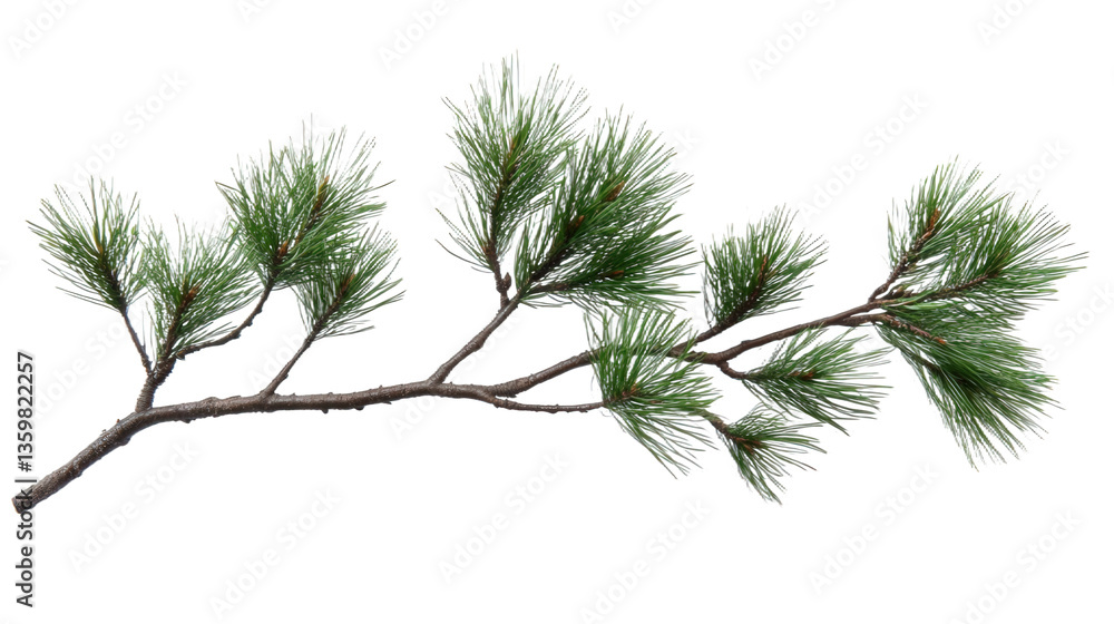 Obraz premium Frosted Pine Branch Detail