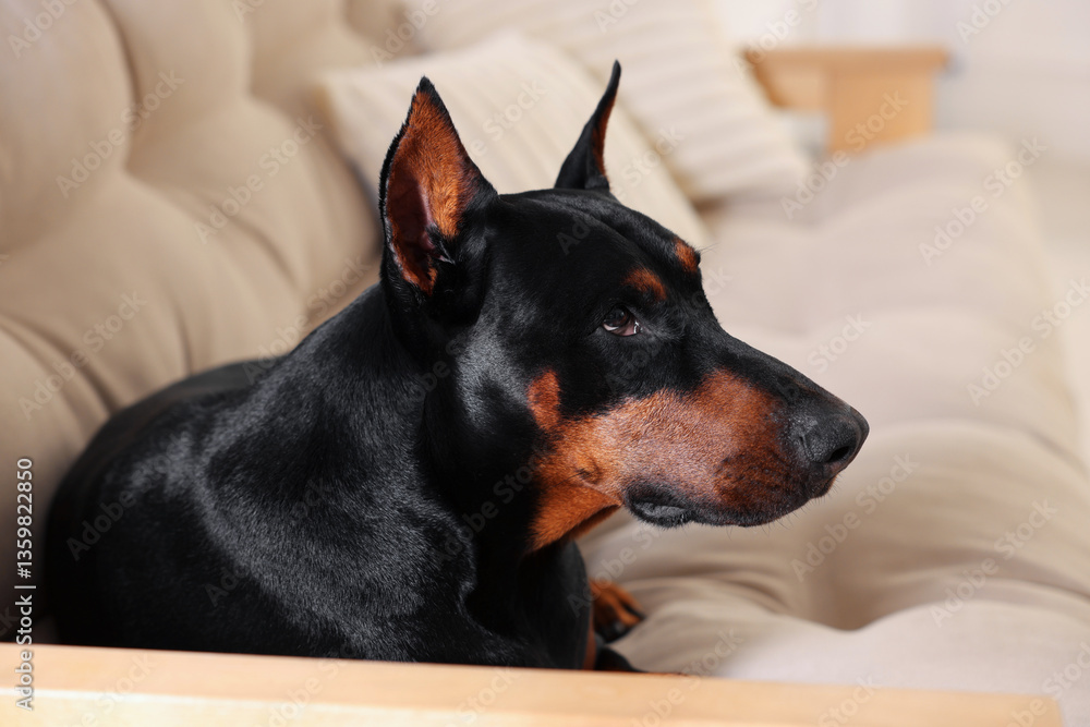 Adorable Doberman resting on sofa at home
