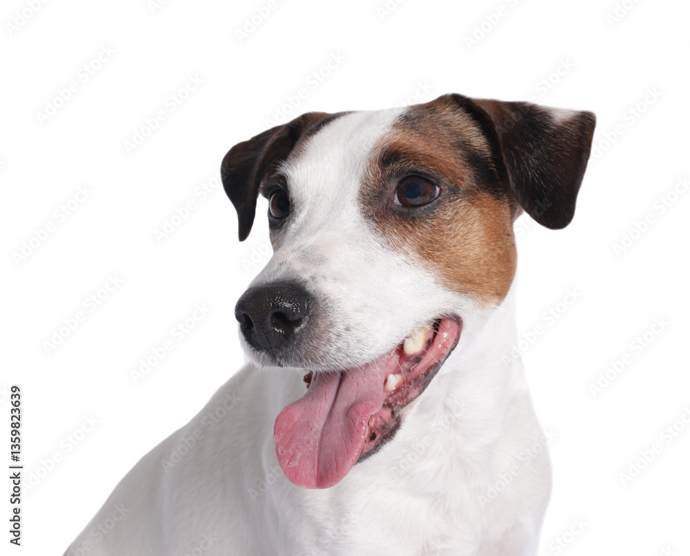 Portrait of cute Jack Russell Terrier dog on white background Portrait of cute Jack Russell Terrier dog on white background