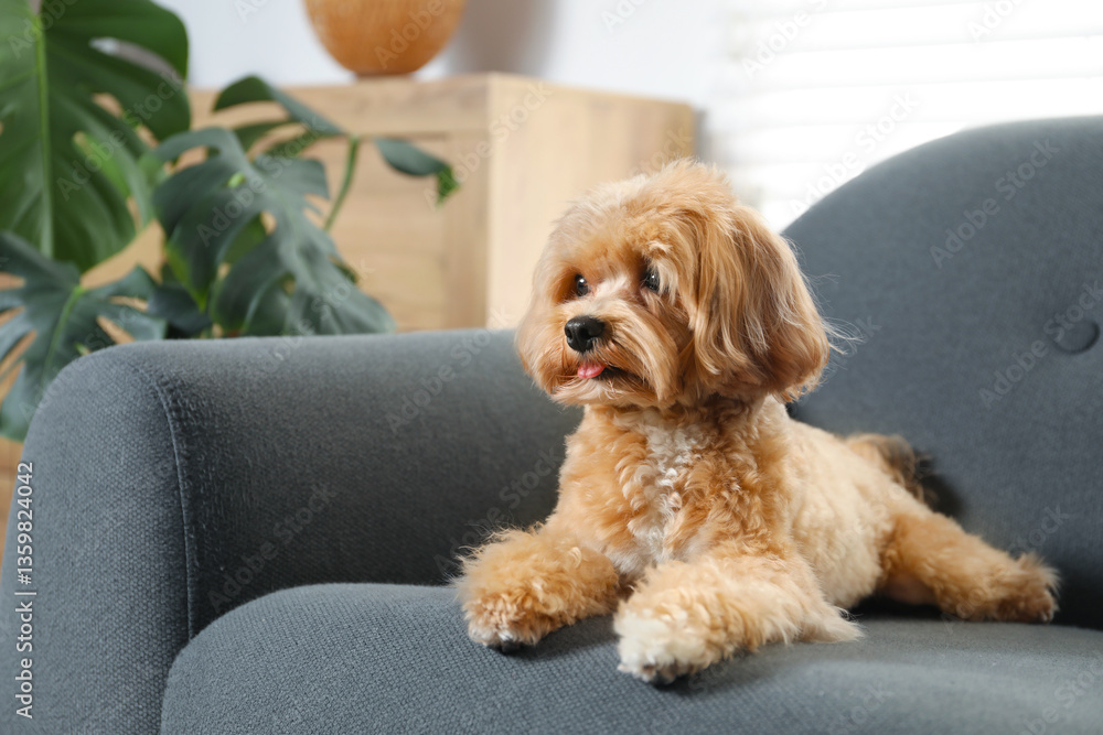 Cute Maltipoo dog on sofa at home Cute Maltipoo dog on sofa at home