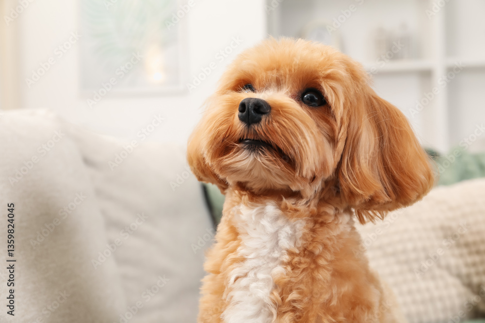 Cute Maltipoo dog on sofa at home, space for text Cute Maltipoo dog on sofa at home, space for text