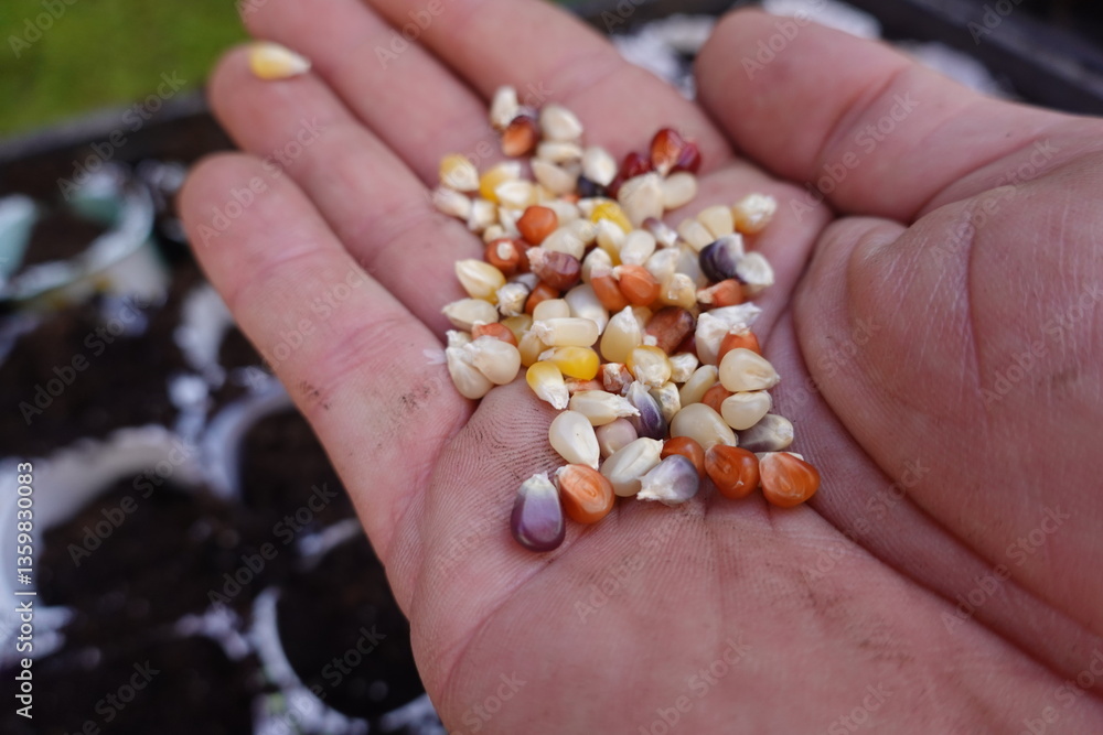 close up of sweet corn seeds, native corn also called rainbow corn close up of sweet corn seeds, native corn also called rainbow corn