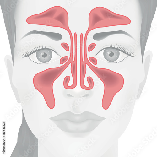 Medical poster with girl's face and maxillary sinuses designation. Vector illustration
