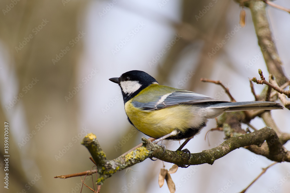 Fototapeta premium great tit perching on a tree branch close-up