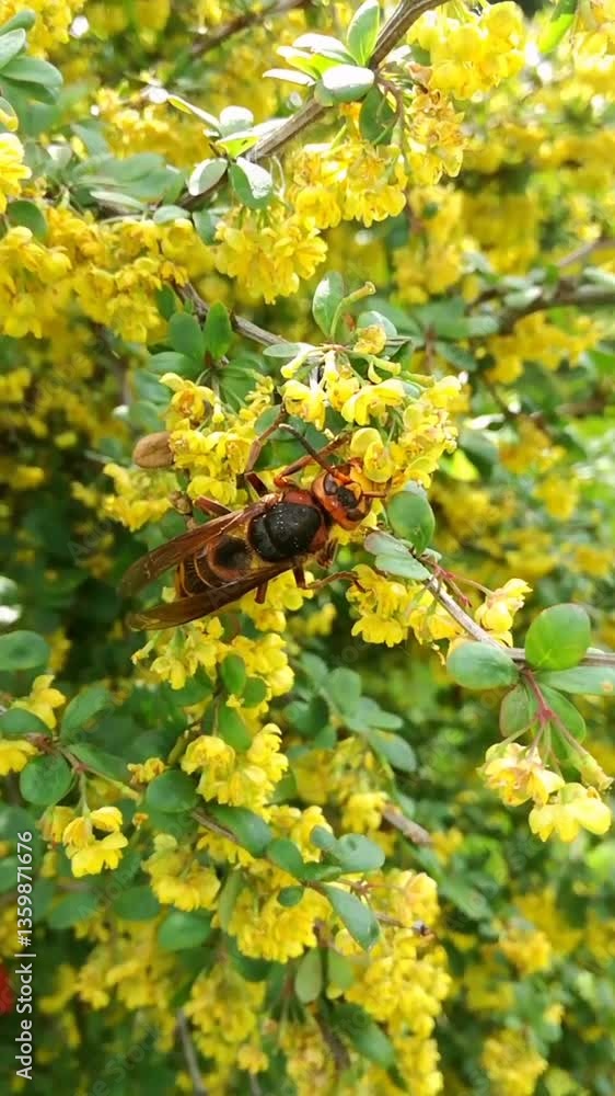 Giant scolia (spotted scolia) on a flowering barberry bush Giant scolia (spotted scolia) on a flowering barberry bush