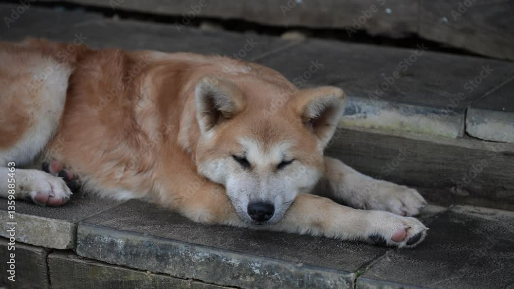 Peaceful light brown Akita Inu puppy resting comfortably on stone steps, showcasing serene relaxation and adorable canine charm Peaceful light brown Akita Inu puppy resting comfortably on stone steps, showcasing serene relaxation and adorable canine charm