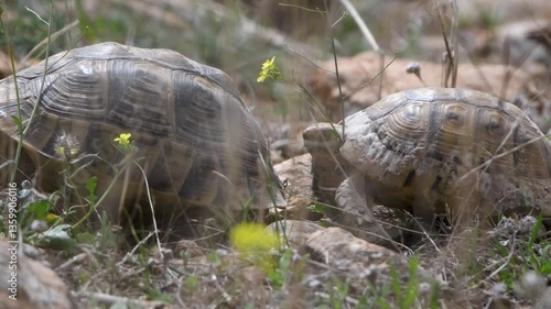 Greek tortoise during mating season