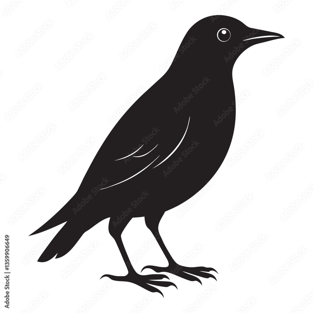 Fototapeta premium European starling black silhouette vector illustration on a white background 