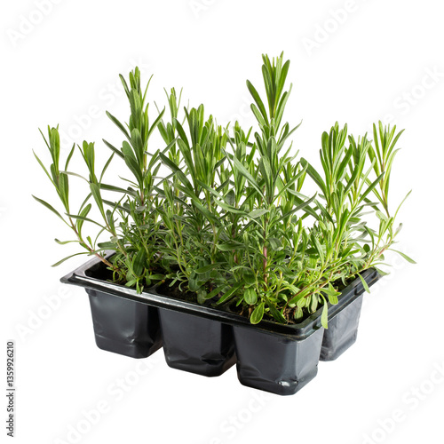 Lavender seedlings in black plastic container. Sprouts of lavender in flower pots isolated on white. Gardening concept, springtime.