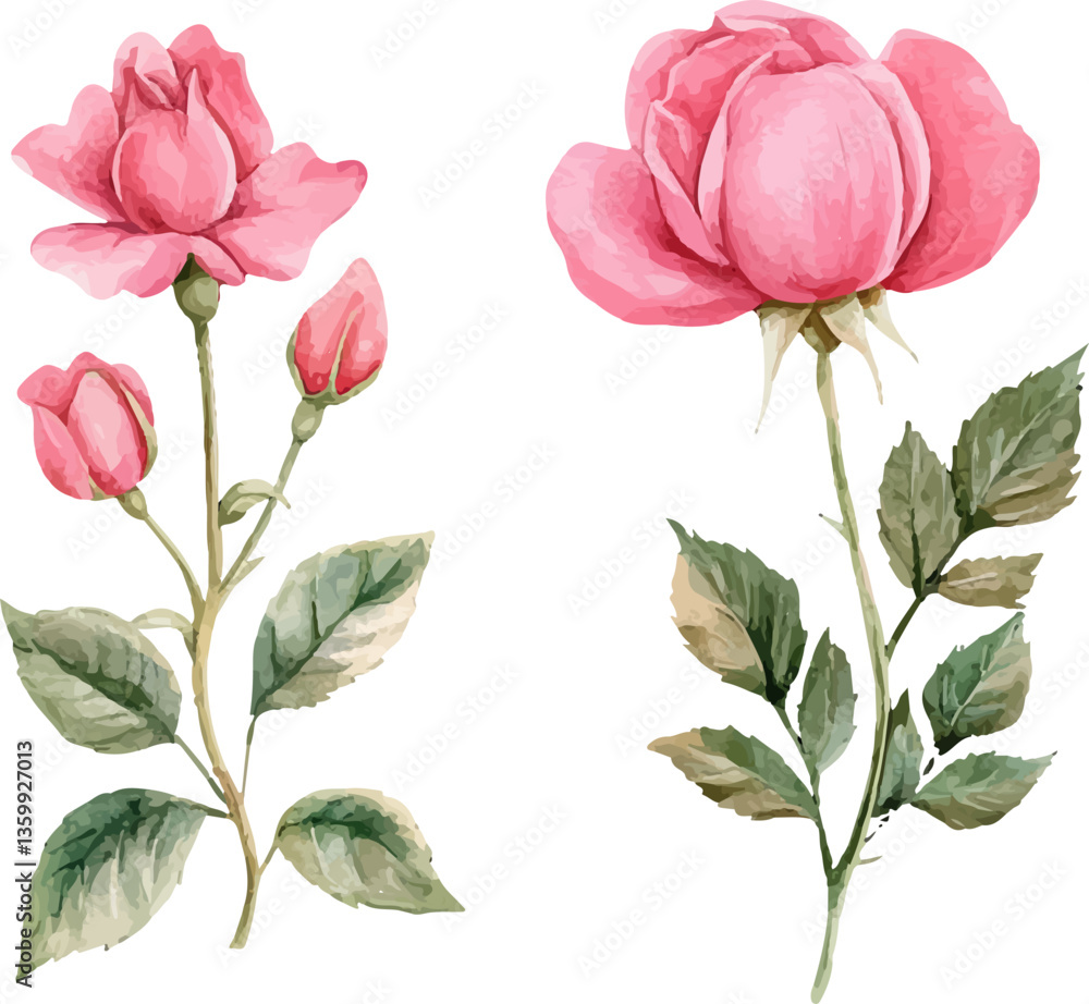 Fototapeta premium Watercolor rose flower clipart. Watercolour floral illustration