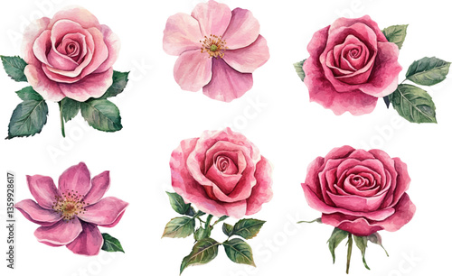 Watercolor rose flower clipart. Watercolour floral illustration