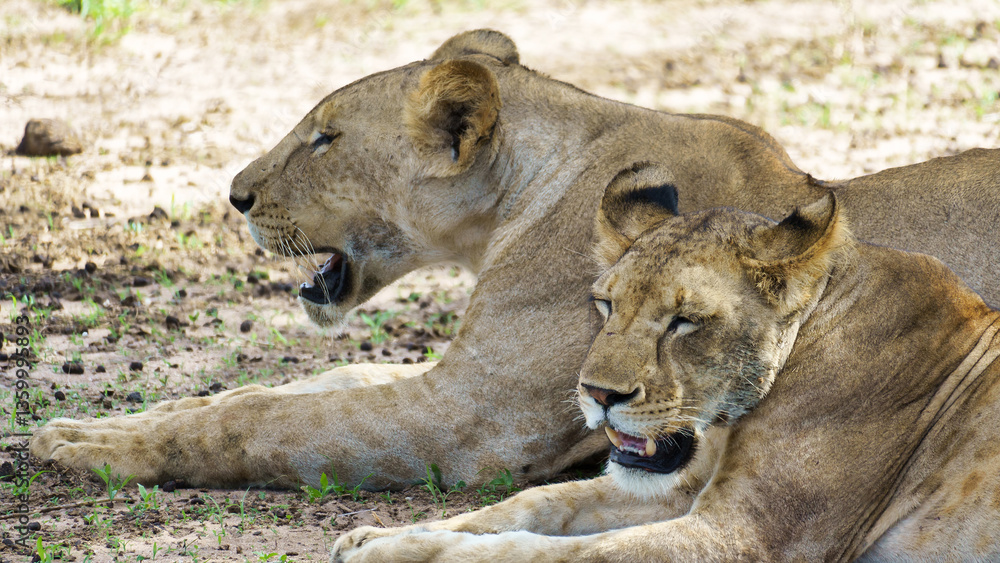 Fototapeta premium Two majestic lions are seen relaxing peacefully in the serene African Savanna landscape Tarangire National Park Tanzania Africa