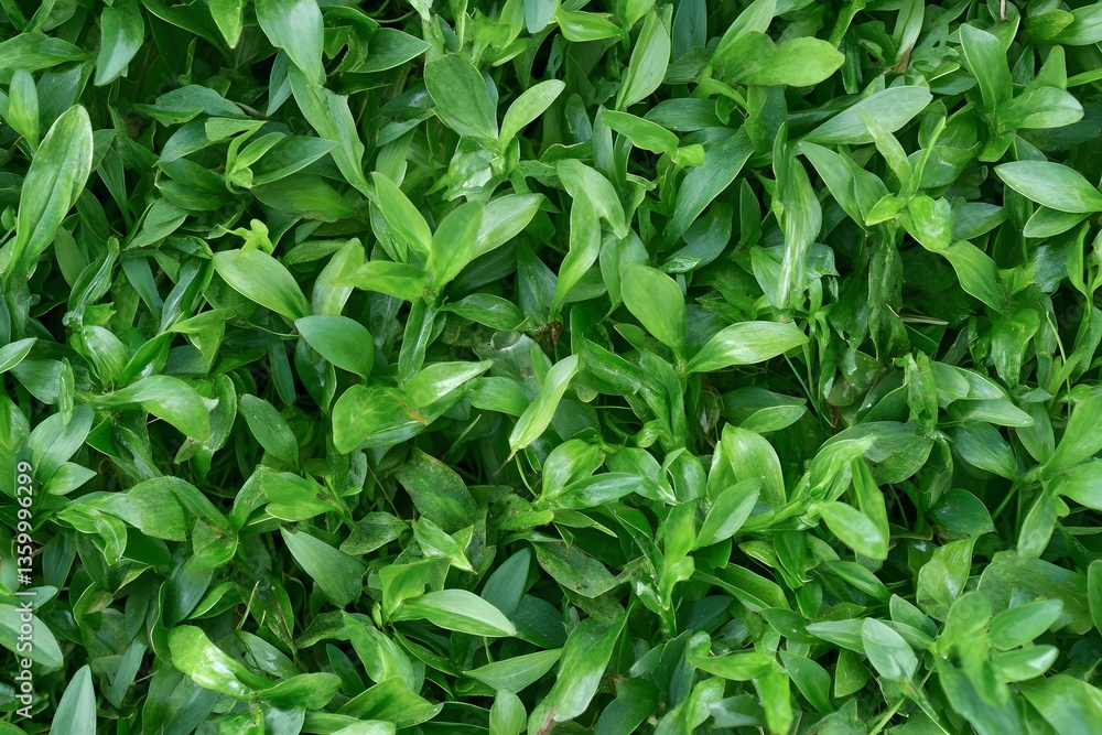 Lush Green Foliage Texture Background Closeup Lush Green Foliage Texture Background Closeup