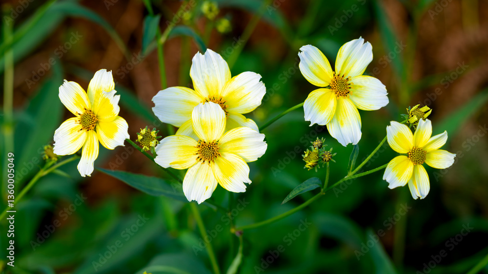 Close-up of Bidens aurea flowers in bloom in natural environment with blurred background Close-up of Bidens aurea flowers in bloom in natural environment with blurred background