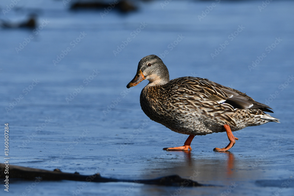 Spring migration showing a female Mallard duck waling on the thin ice covered marsh Spring migration showing a female Mallard duck waling on the thin ice covered marsh