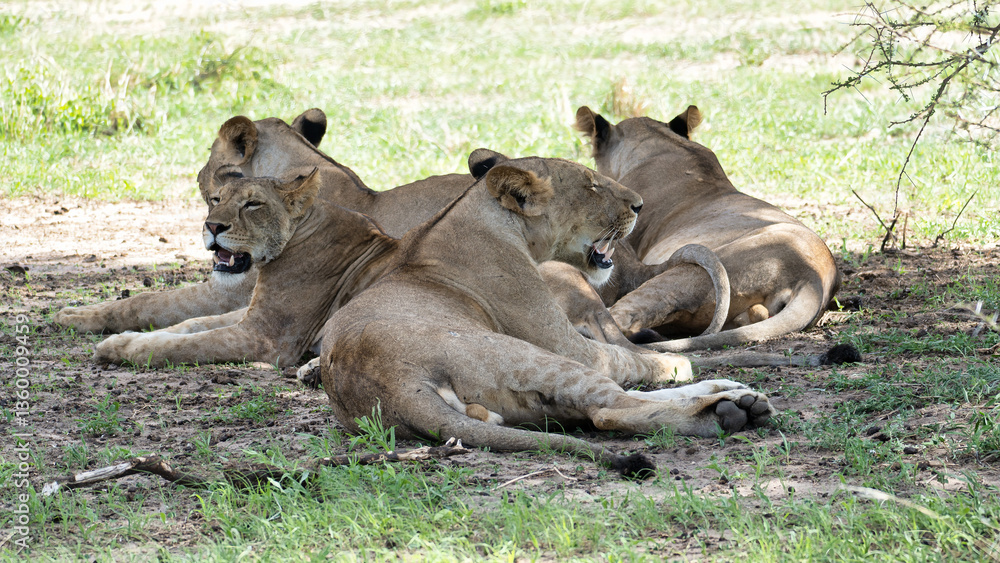 Naklejka premium Lions Taking a Break, Resting Comfortably in the Cool Shade of the African Savanna Tarangire National Park Tanzania Africa