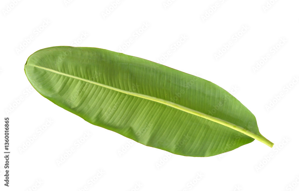 Fototapeta premium banana leaf on transparent png top view