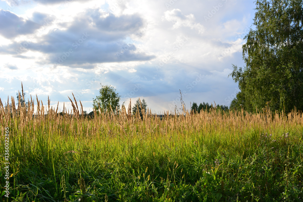 A sunny field of green grass with fluffy clouds in the blue sky A sunny field of green grass with fluffy clouds in the blue sky