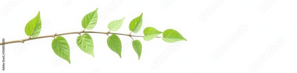 A single branch with delicate leaves on a white background, nature, isolated, simple A single branch with delicate leaves on a white background, nature, isolated, simple