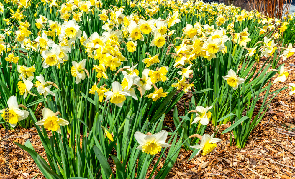 Lake Spring Daffodils Close-up Lake Spring Daffodils Close-up