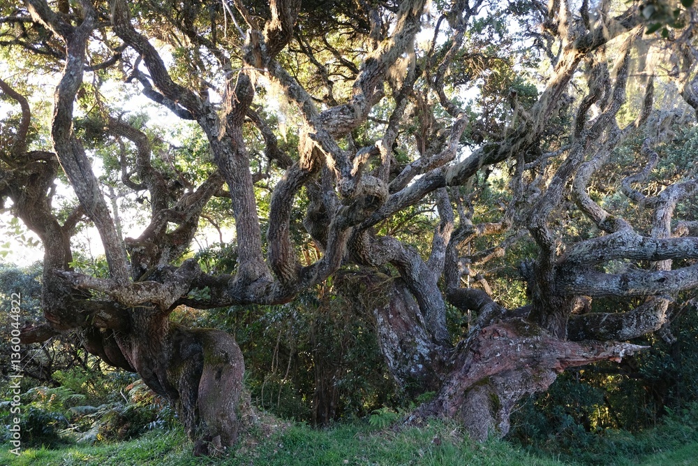 Huge old Ocotea tree with twisted branches on camp on trail to Mount Meru, Arusha National park, Tanzania, Africa