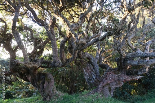 Obraz na płótnie Huge old Ocotea tree with twisted branches on camp on trail to Mount Meru, Arusha National park, Tanzania, Africa w salonie