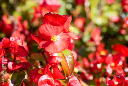 Beautiful wax begonia (begonia semperflorens) flowers.