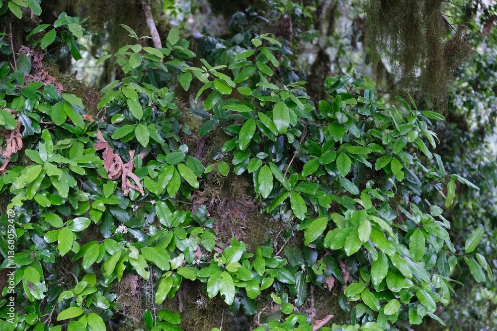 Close up of branches with green leaves of wild olive Olea Africana, met on Kilimanjaro, Tanzania