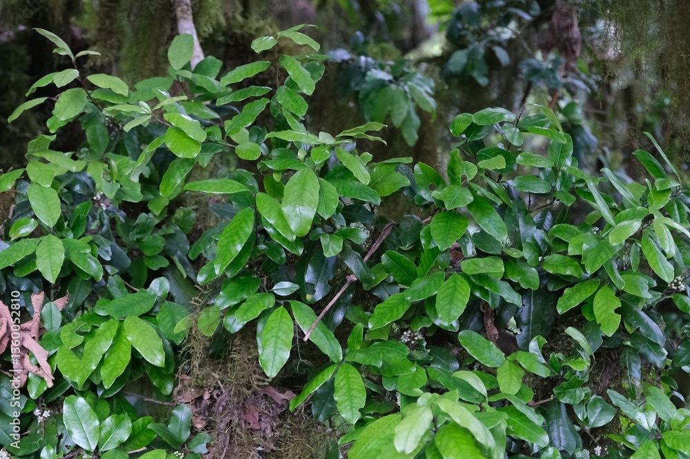 Close up of branches with green leaves of wild olive Olea Africana, met on Kilimanjaro, Tanzania