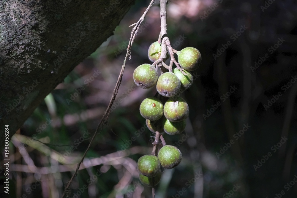 Close up of naturally growing wild ficus polita or Ficus bizanae, met in South Africa, Tanzania, Arusha national park