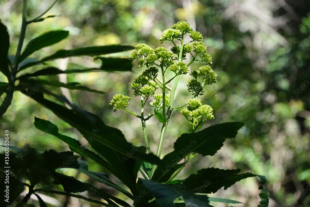 Close up of branch of Psiadia, commonly known as daisy trees in Arusha National Park, Tanzania, Africa