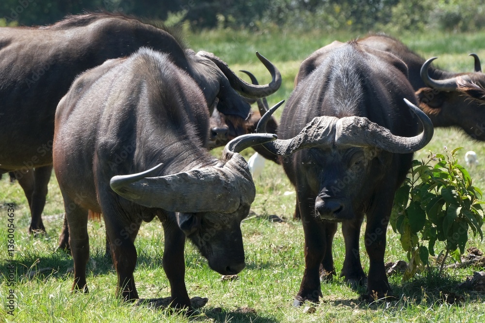 Group of buffalo in National Park Arusha, Tanzania