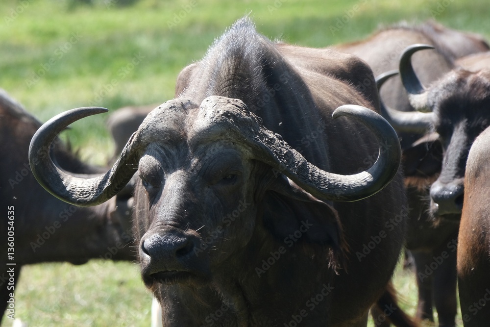 single buffalo in National Park Arusha, Tanzania