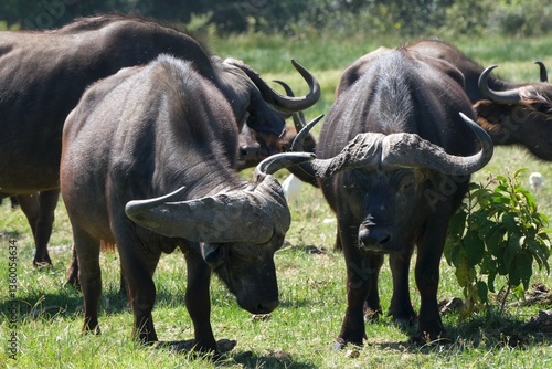 Obraz na płótnie Group of buffalo in National Park Arusha, Tanzania w salonie