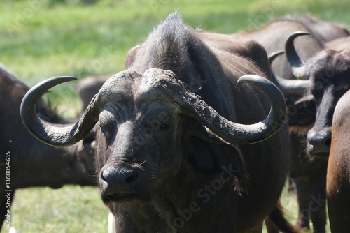 Obraz na płótnie single buffalo in National Park Arusha, Tanzania w salonie