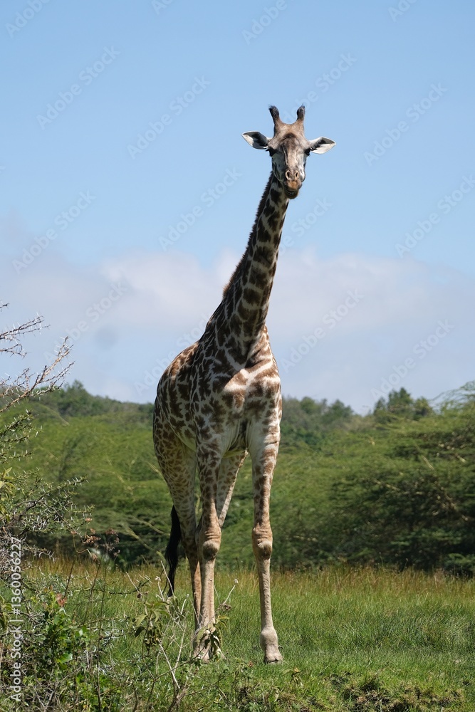 Giraffe in Arusha National Park, Tanzania
