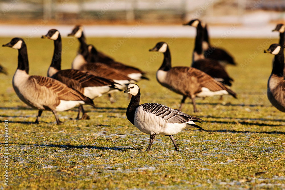 Fototapeta premium barnacle goose on grass with canada geese