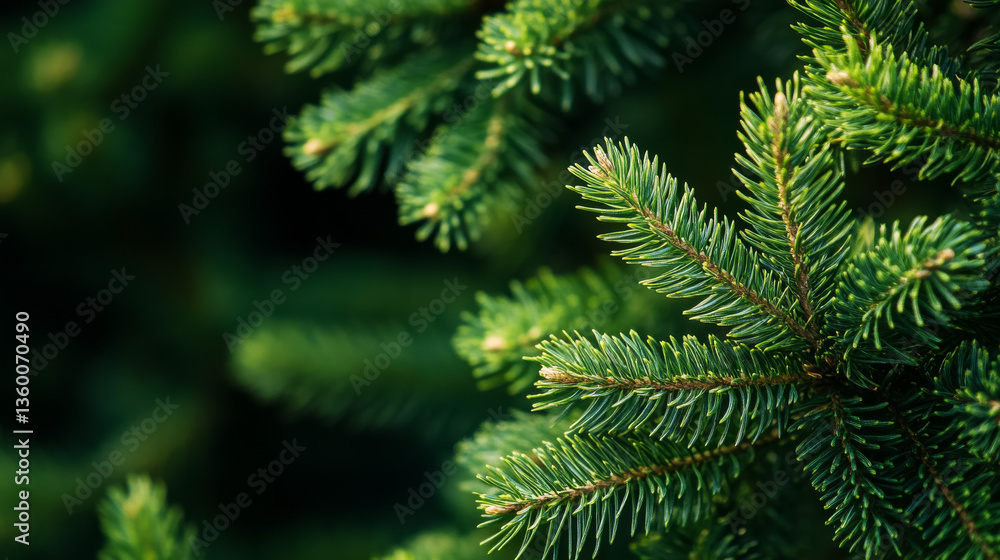 A close-up of pine tree branches in a forest, highlighting their rich green color and intricate needle structures A close-up of pine tree branches in a forest, highlighting their rich green color and intricate needle structures