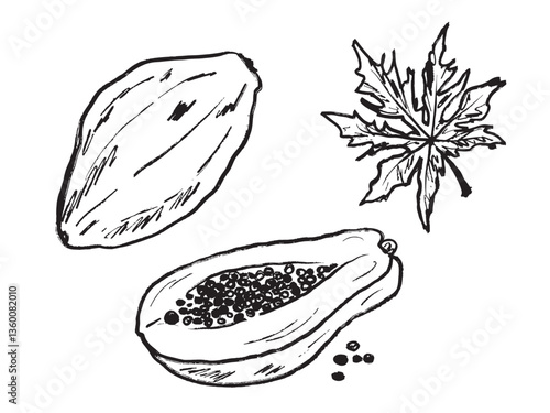 Papaya fruit whole, half cut with seeds and leaf in black brush stroke texture isolated on white. Hand drawn vector sketch illustration in vintage charcoal ink. Tropical fruit, menu design
