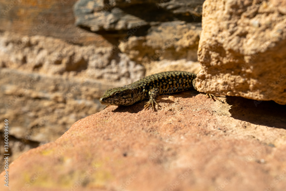 Fototapeta premium Lizard basking on a rock in a natural setting during daylight hours in a warm environment
