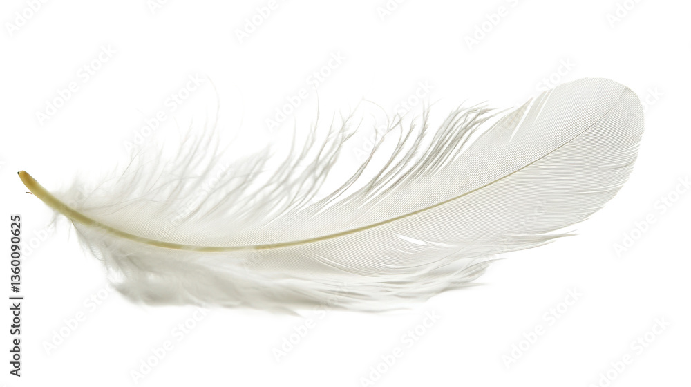 Obraz premium Delicate White Feather