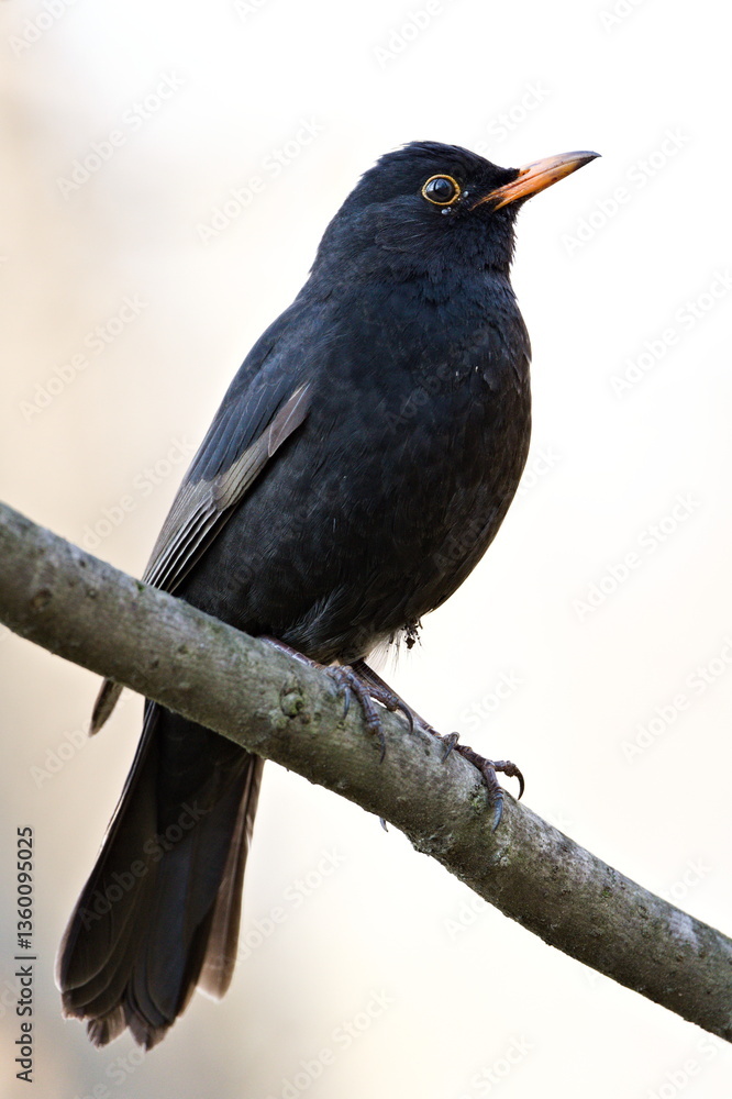 Eurasian blackbird aka the common blackbird or turdus merula perched on the tree branch. Close-up portrait. Common bird in Czech republic. Isolated on blurred background. Parasites (ticks) around eye. Eurasian blackbird aka the common blackbird or turdus merula perched on the tree branch. Close-up portrait. Common bird in Czech republic. Isolated on blurred background. Parasites (ticks) around eye.