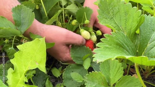Farmer's hands picking organic strawberries. Harvesting fresh organic strawberries. Strawberry bushes close-up