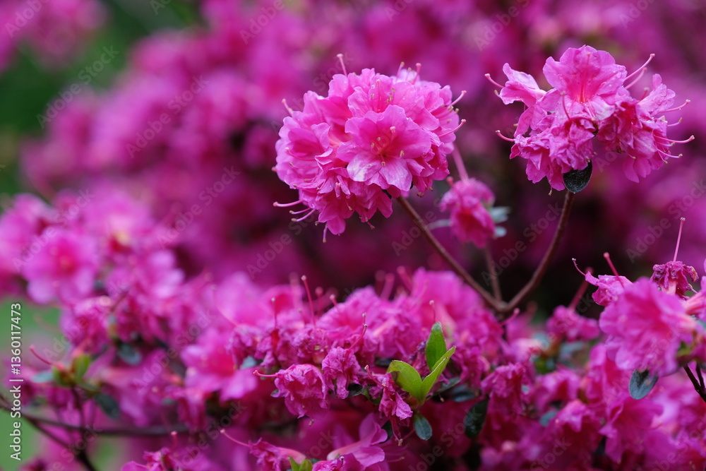 pink flowers in the garden pink flowers in the garden