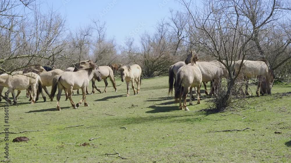 Herd of wild horses walk along a green glade among the bushes, a man with a video camera films them on background, Slow motion. Wild Konik or Polish primitive horse. Herd of wild horses walk along a green glade among the bushes, a man with a video camera films them on background, Slow motion. Wild Konik or Polish primitive horse.