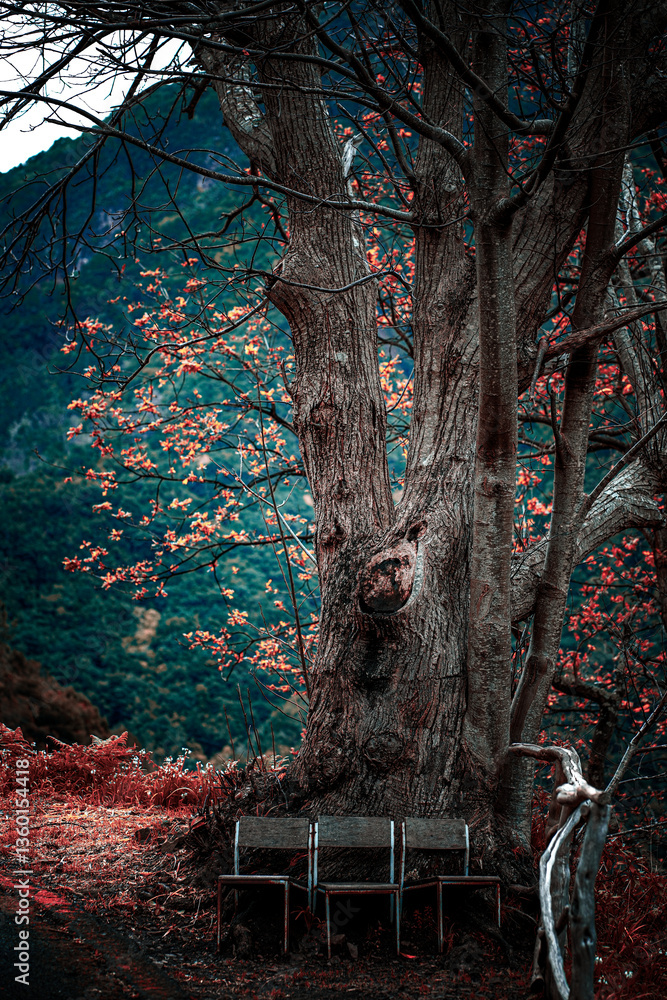 Fototapeta premium A breathtaking scene featuring an ancient, weathered tree adorned with delicate red and orange leaves, standing as a silent guardian over a rustic bench.