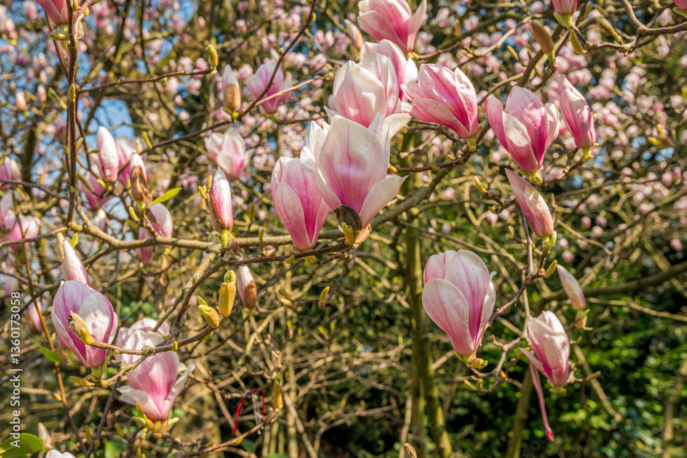 Closeup of large pink flowers on the branches of a Magnolia tree. The leaf buds will also open soon now because spring has started.